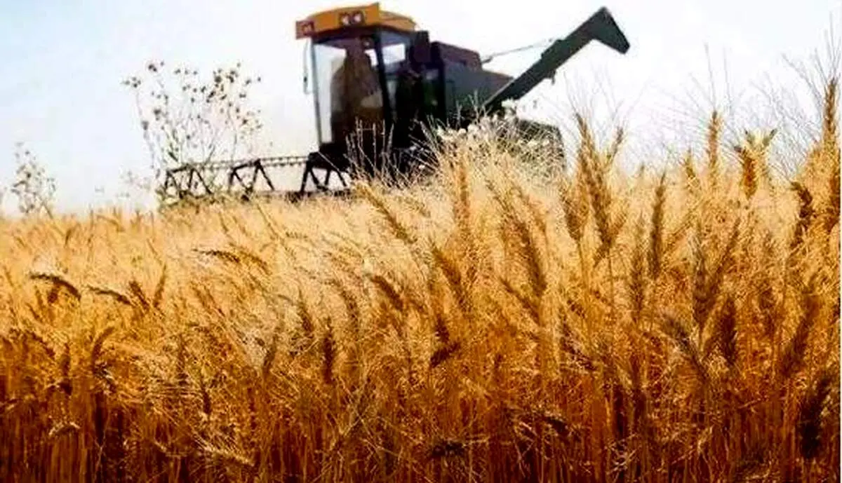 آخرین وضعیت پرداخت مطالبات گندم کاران