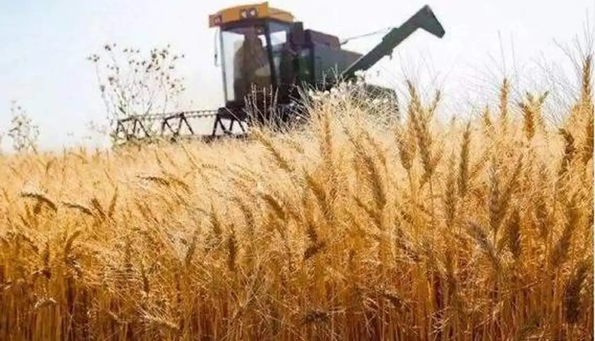 قیمت تضمینی خرید گندم تغییر می‌کند؟/بازی دولت با گندمکاران