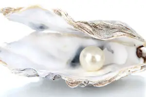 صدف چگونه مروارید می‌سازد؟