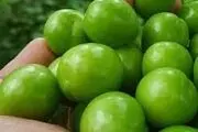 خوردن گوجه سبز برای این 3 گروه ممنوع!