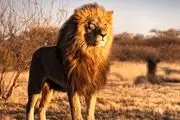 این حیوان وحشتناک حاصل جفت گیری گوسفند و شیر نر است؟/ عکس عجیب