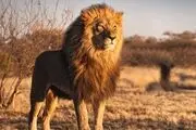 این حیوان وحشتناک حاصل جفت گیری گوسفند و شیر نر است؟/ عکس عجیب