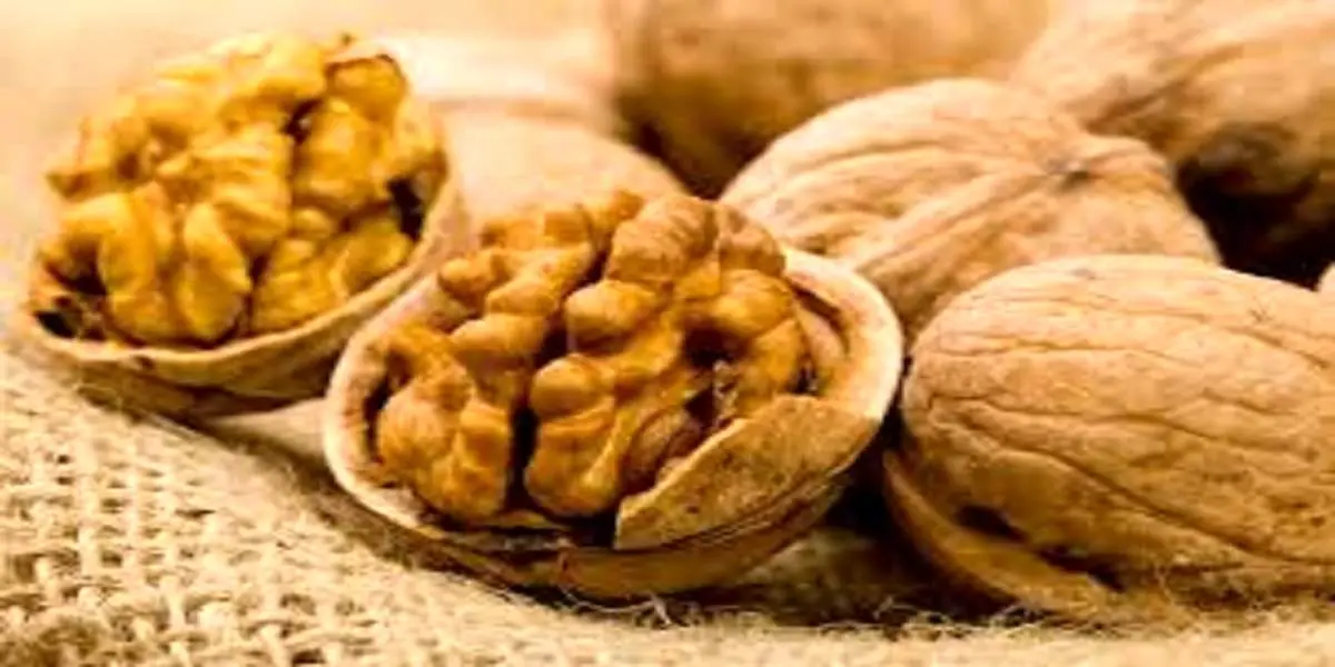 معجزه های درمانی که برگ درخت گردو دارد!