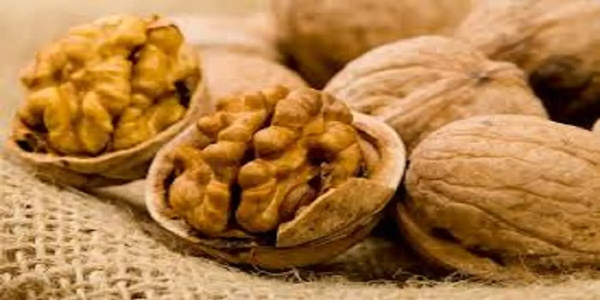 معجزه های درمانی که برگ درخت گردو دارد!