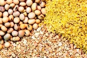 چگونه بخوریم و لاغر شویم!