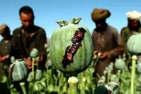 قیمت تریاک ده برابر شد