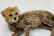 تصاویر بانمک از گوشتخواری تنها توله یوزپلنگ ایرانی+فیلم