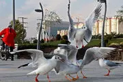 حقایق جالب درباره پرندگان تهران که کمتر کسی آن را می‌داند