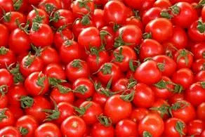 چرا گوجه فرنگی گران شده است؟