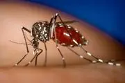 اگر این رنگی بپوشید پشه‌ها نیشتان نمی‌زنند!