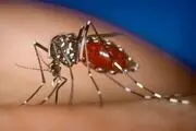 اگر این رنگی بپوشید پشه‌ها نیشتان نمی‌زنند!