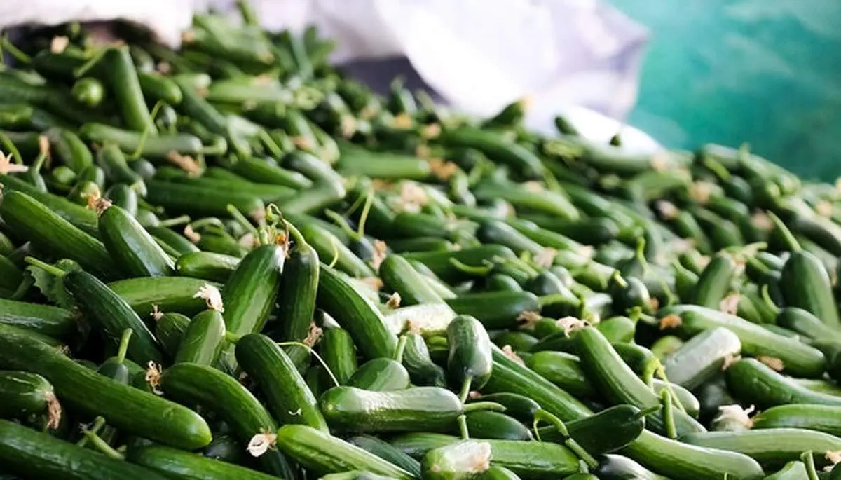 قیمت خیار به کیلویی ۲۰ هزار تومان رسید!