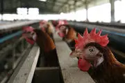 تولد یک مرغ عجیب و چهار پا در نیشابور/ تصویر