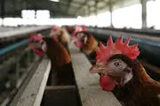 تولد یک مرغ عجیب و چهار پا در نیشابور/ تصویر
