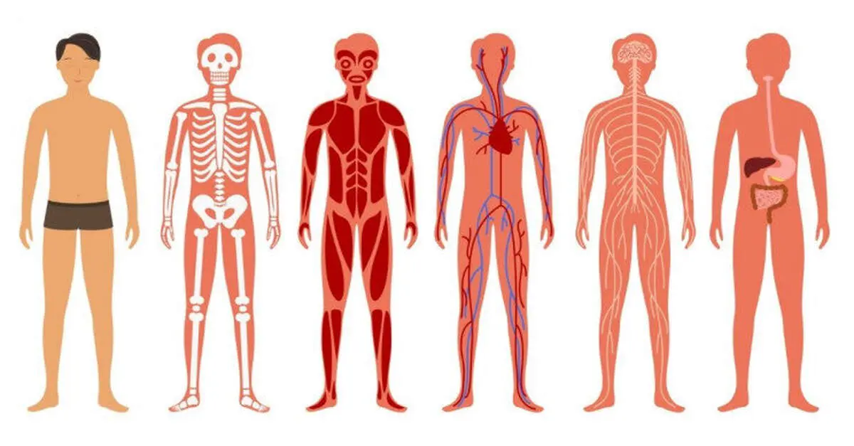 بدون کدام اعضای بدن می‌توانیم همچنان زنده بمانیم؟