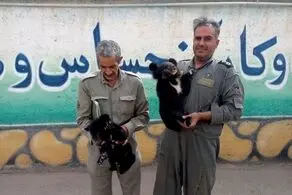 کشف دو توله خرس از یک اتوبوس مسافربری/ عکس