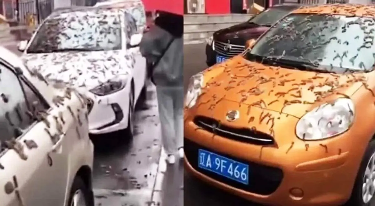 بارش چندش آور کرم از آسمان!+فیلم