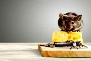 اگر در خانه این بو را حس می کنید یعنی موش دارید!