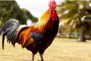 تصویر پرنده عجیبی که حاصل جفت گیری مرغ و قرقاول است!