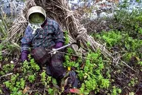 ناگورو؛ روستای ترسناک که آدمهایش عروسک شدند/ تصاویر عجیب