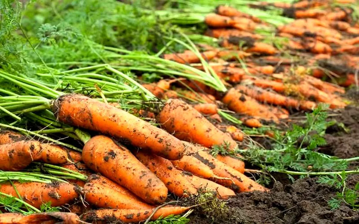 کشفی  غیرممکن در یک مزرعه هویج خبرساز شد!