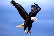 فیلم باورنکردنی از لحظه حمله عقاب به ترامپ