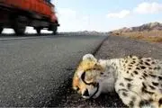 یک توله یوزپلنگ آسیایی دیگر تلف شد!+عکس دردناک