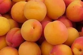 آنچه که درباره فواید شگفت انگیز هسته زردآلو تاکنون نمی‌دانستید
