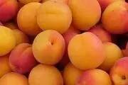 آنچه که درباره فواید شگفت انگیز هسته زردآلو تاکنون نمی‌دانستید