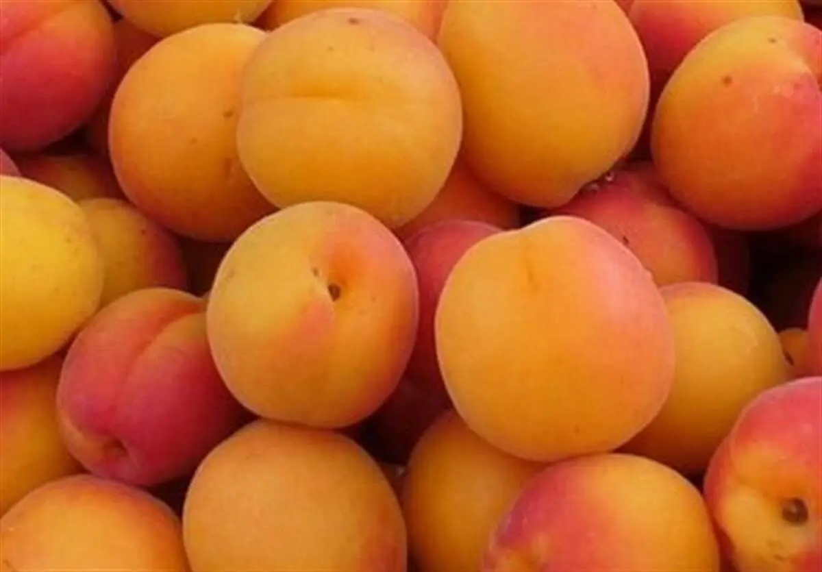 آنچه که درباره فواید شگفت انگیز هسته زردآلو تاکنون نمی‌دانستید