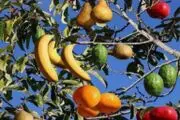 این درخت فوق العاده و شگفت انگیز  40 نوع میوه  مختلف میدهد+عکس
