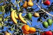 این درخت فوق العاده و شگفت انگیز  40 نوع میوه  مختلف میدهد+عکس