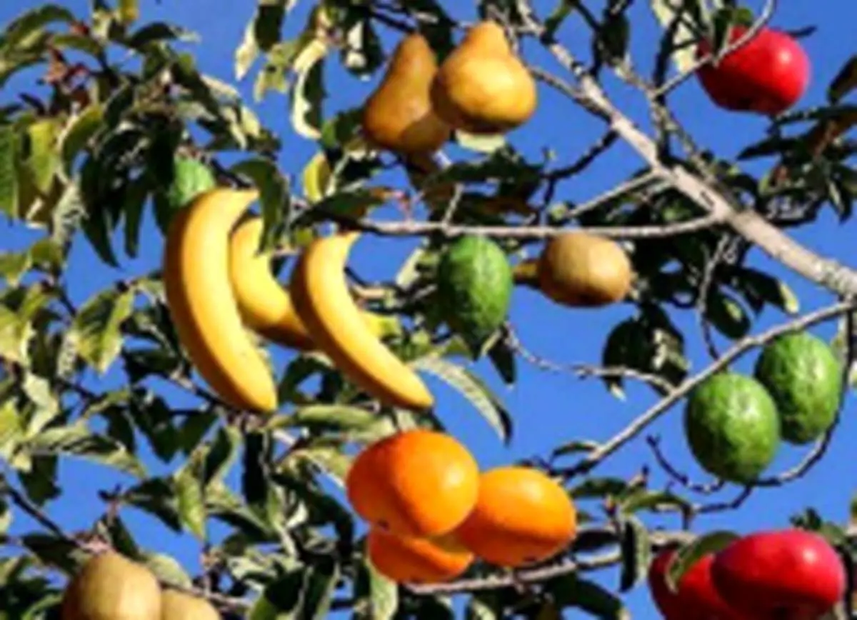 این درخت فوق العاده و شگفت انگیز  40 نوع میوه  مختلف میدهد+عکس