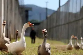 از این غازها بجای زندان بان استفاده می کنند!