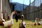 از این غازها بجای زندان بان استفاده می کنند!