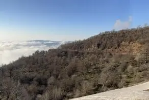 از دیدن این جنگل کاملا یخ زده حیرت زده می شوید+ عکس