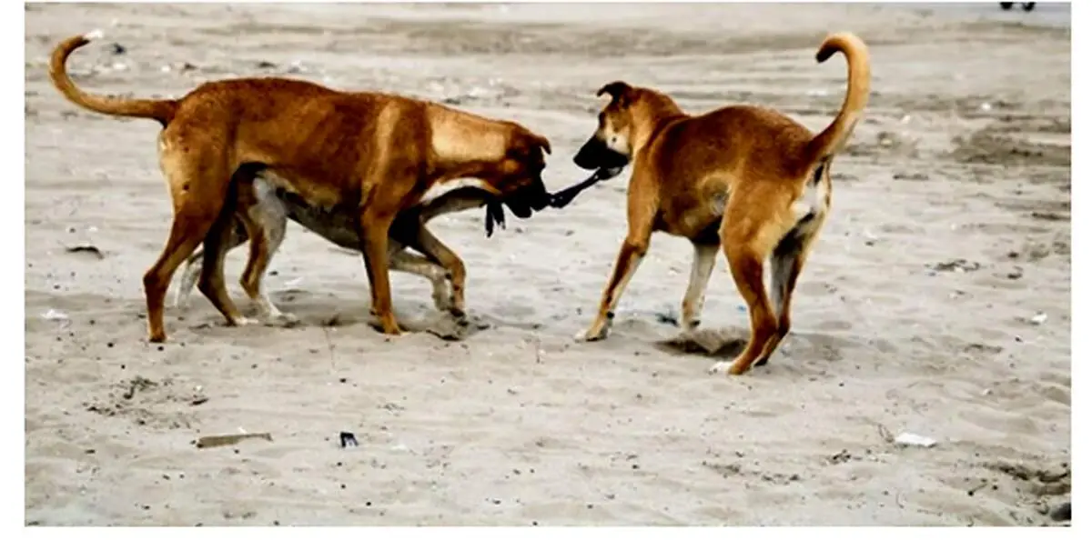 تصویری از لباس عروس عجیب این سگ در روز عروسی با این پسر