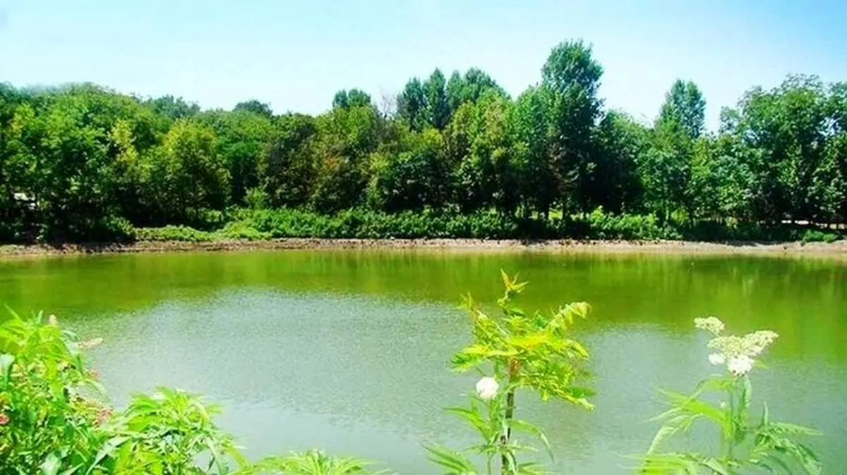 دیدن این عروس دورنگ همه را به وجد میآورد