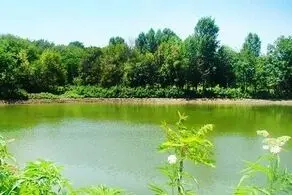 دیدن این عروس دورنگ همه را به وجد می‌آورد
