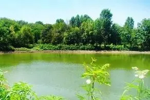 دیدن این عروس دورنگ همه را به وجد می‌آورد