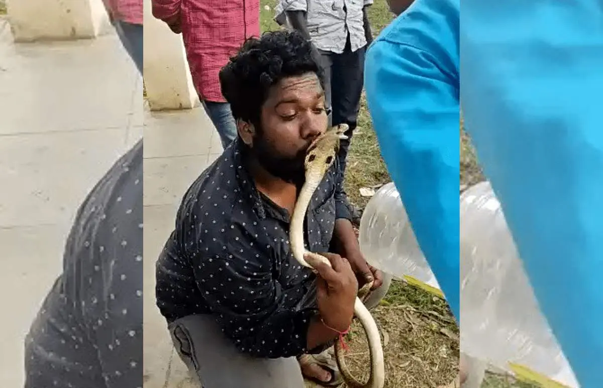 مار کبرا لبهای پسر جوان را را نیش زد!