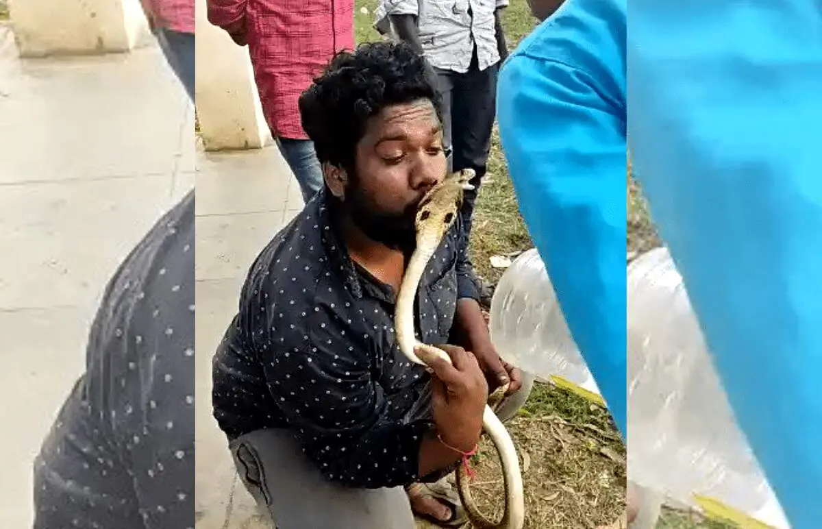 مار کبرا لب‌های پسر جوان را را نیش زد!