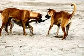 زنی که 166 سگ و گربه در این اپارتمان داشت دستگیر شد!