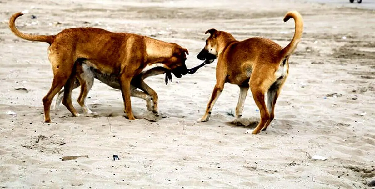 چهره وحشتناک دختری که پدر مادرش سالها به لانه سگ ها تبعیدش کرده بودند/ عکس