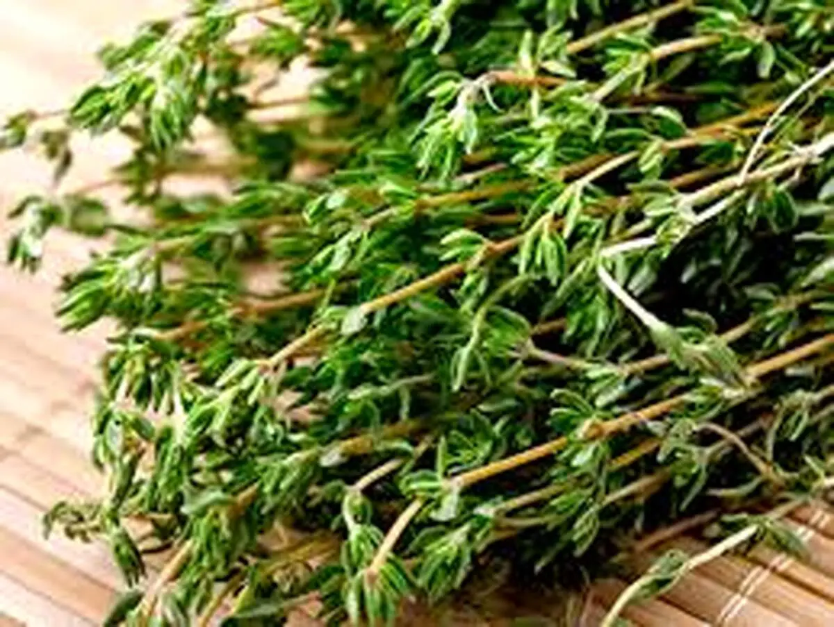 خطرهای وحشتناکی که خوردن آویشن به دنبال دارد
