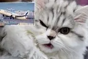 فرود اضطراری هواپیما پس از حمله گربه به خلبان!