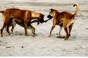 این شوهر پست فطرت یک سگ را مجبور به اقدام شیطانی با زنش کرد!/ عکس زن و شوهرش