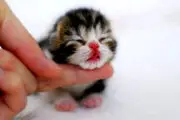 آیا گربه‌ها باعث ناباروری می‌شوند؟
