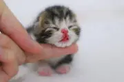تولد بچه گربه با 3 چشم!+ عکس