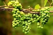 آیا آبغوره قند دارد؟